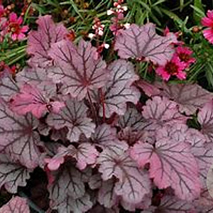 Heuchera 'Sugar Berry' GM P9