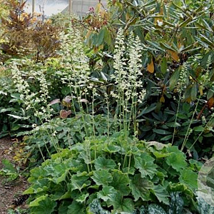 Heuchera villosa 'Autumn Bride' GM P9