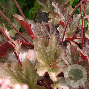 Heuchera x briz. 'June Bride' GM P9