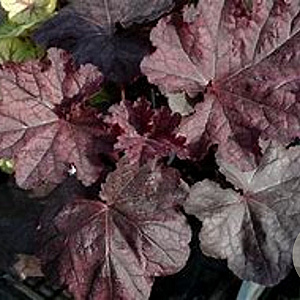 Heuchera 'Magnum' GM P9