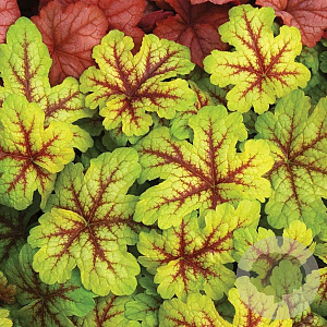 Heucherella 'Alabama' GM P9