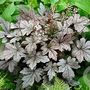 Heucherella 'Gunsmoke' GM P9