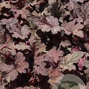 Heucherella 'Infinity' GM P9