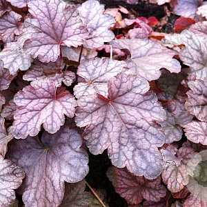Heucherella 'Quicksilver' GM P9