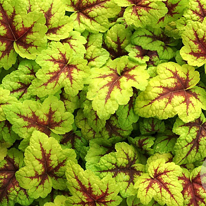 Heucherella 'Stoplight' GM P9