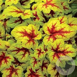 Heucherella 'Stoplight' GM P9