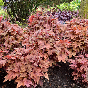 Heucherella 'Sweet Tea' GM P9