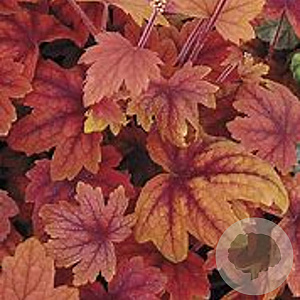 Heucherella 'Sweet Tea' GM P9