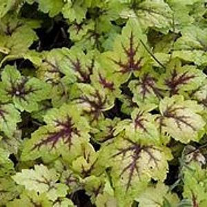 Heucherella tiarelloides GM P9