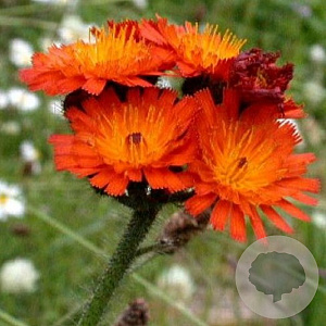 Hieracium aurantiacum GM P9