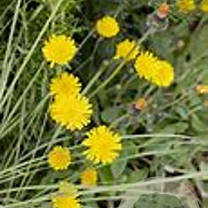 Hieracium pilosella GM P9