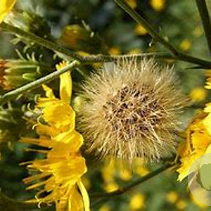 Hieracium umbellatum GM P9