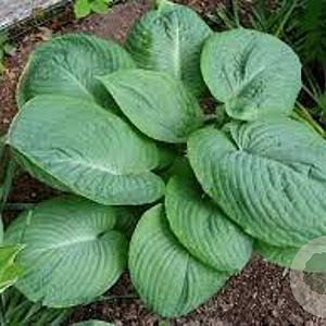 Hosta 'Amos' GM P9
