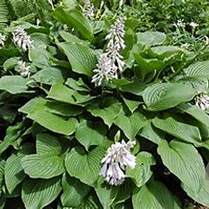 Hosta 'Glauca'' GM P9