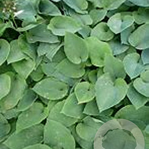 Hosta 'Blue Boy' GM P9