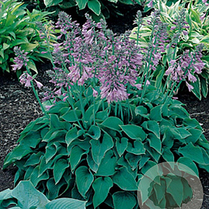 Hosta 'Blue Cadet' GM P9