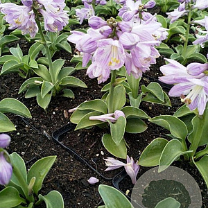 Hosta 'Blue Mouse Ears' GM P9