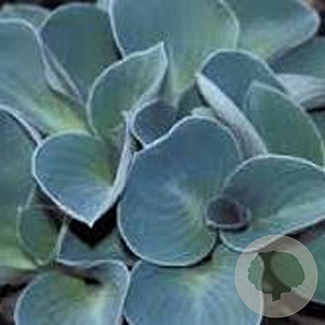 Hosta 'Blue Mouse Ears' GM P9