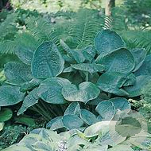 Hosta 'Blue Umbrellas' GM P9