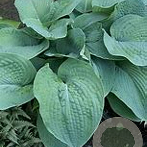 Hosta 'Bressingham Blue' GM P9