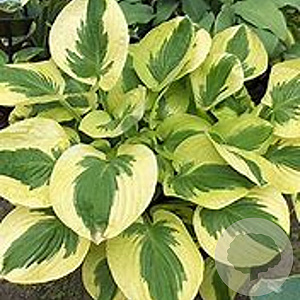 Hosta 'Brim Cup' GM P9