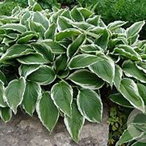 Hosta crispula GM P9