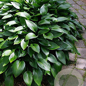 Hosta 'Devon Green' GM P9