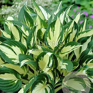 Hosta 'Fire and Ice' GM P9