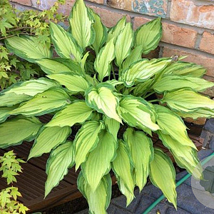 Hosta 'Fortunei Albopicta' GM P9