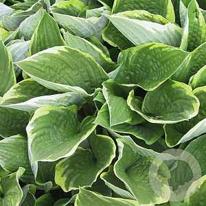 Hosta 'Fortunei Aureomarginata' GM P9