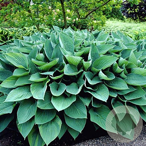 Hosta 'Fortunei Hyacinthina' GM P9