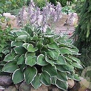 Hosta 'Fortunei Marginato-alba' GM P9