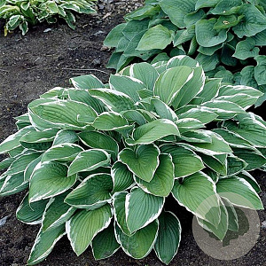 Hosta 'Francee' GM P9