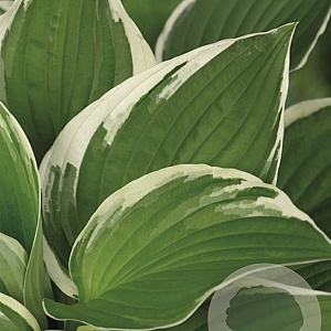 Hosta 'Francee' GM P9