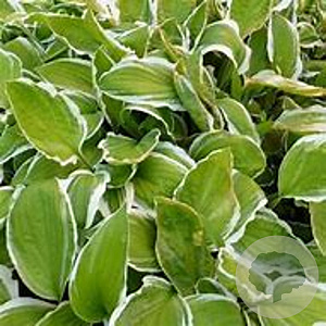 Hosta 'Ginko Craig' GM P9