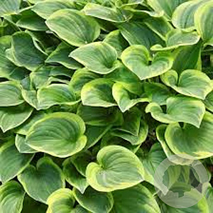 Hosta 'Golden Tiara' GM P9