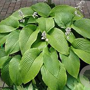 Hosta 'Green Acres' GM P9