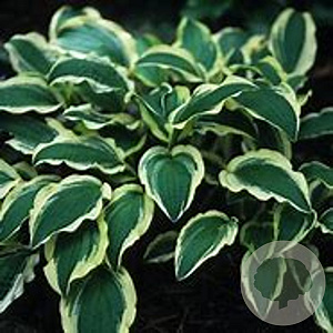 Hosta 'Ground Master' GM P9