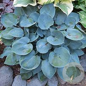 Hosta 'Hadspen Blue' GM P9
