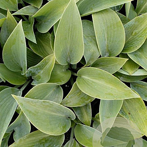 Hosta 'Halcyon' GM P9