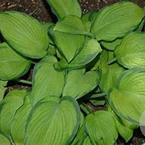 Hosta 'Inniswood' GM P9