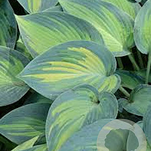 Hosta 'June' GM P9