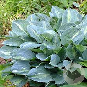 Hosta 'Kiwi Full Monty' GM P9