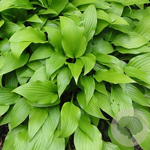Hosta lancifolia GM P9