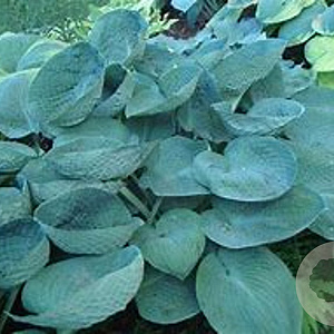 Hosta 'Love Pat' GM P9