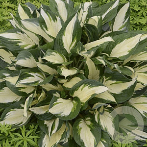 Hosta 'Loyalist' GM P9