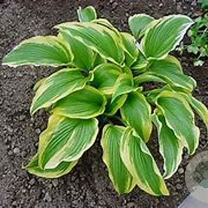 Hosta montana GM P9
