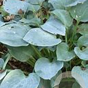 Hosta 'Moody Blues' GM P9
