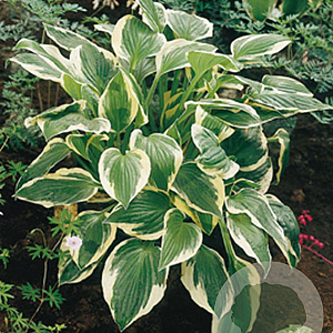 Hosta 'Patriot' GM P9