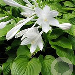 Hosta plantaginea GM P9